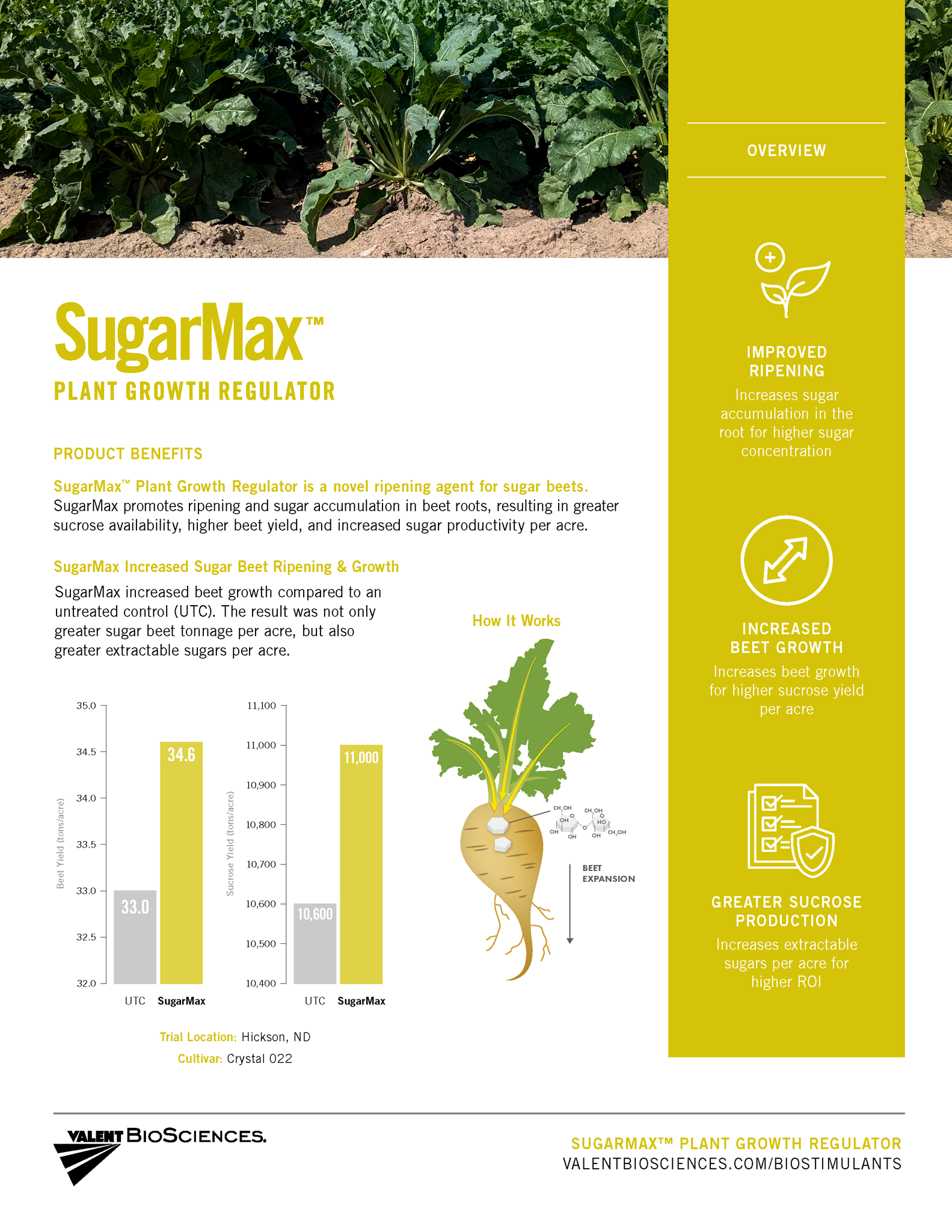 Picture of SugarMax Sugar Beet Quicksheet
