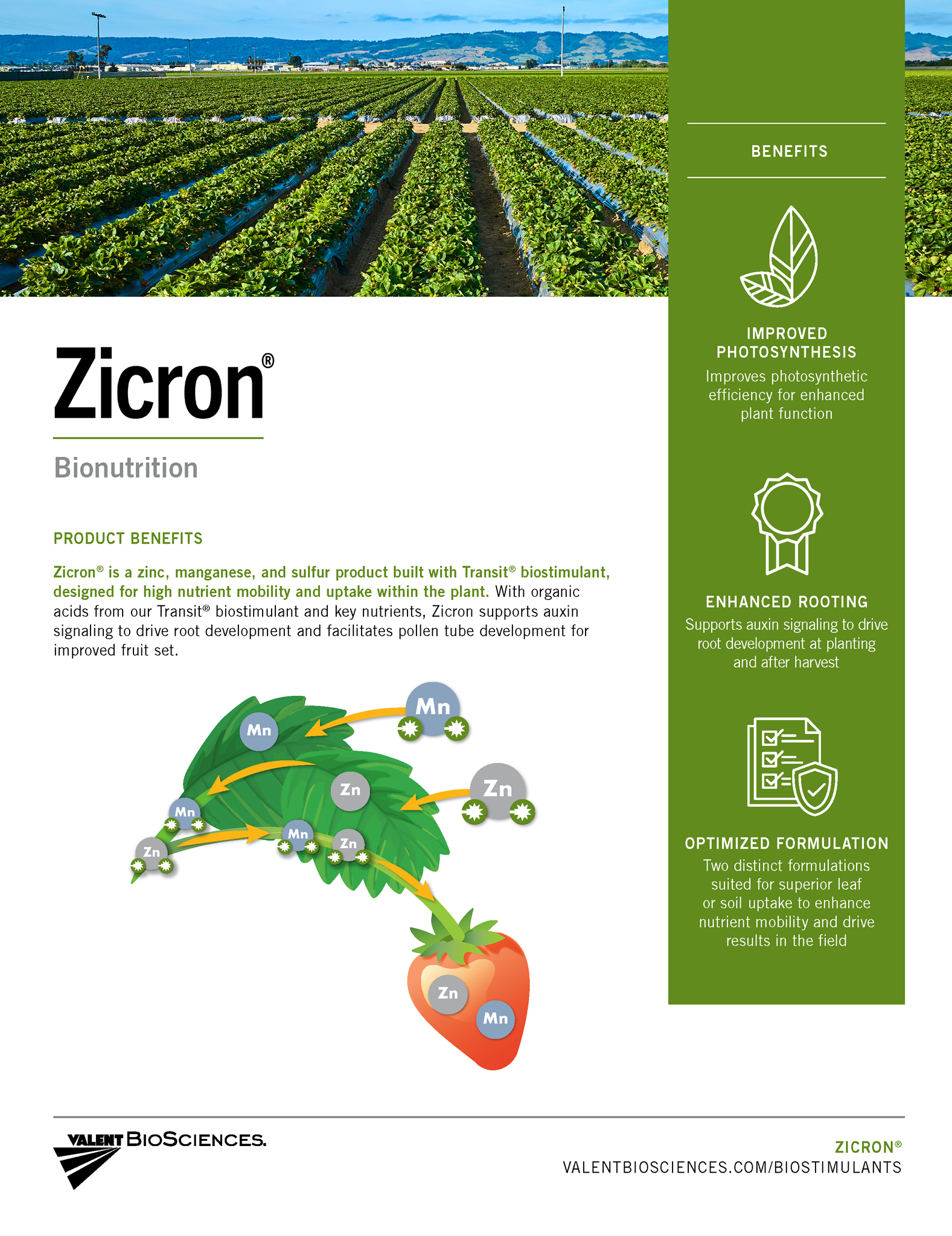 Picture of Zicron Strawberries Quicksheet