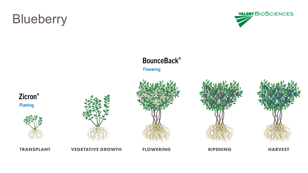 Picture of Blueberry Crop Portfolio Slide