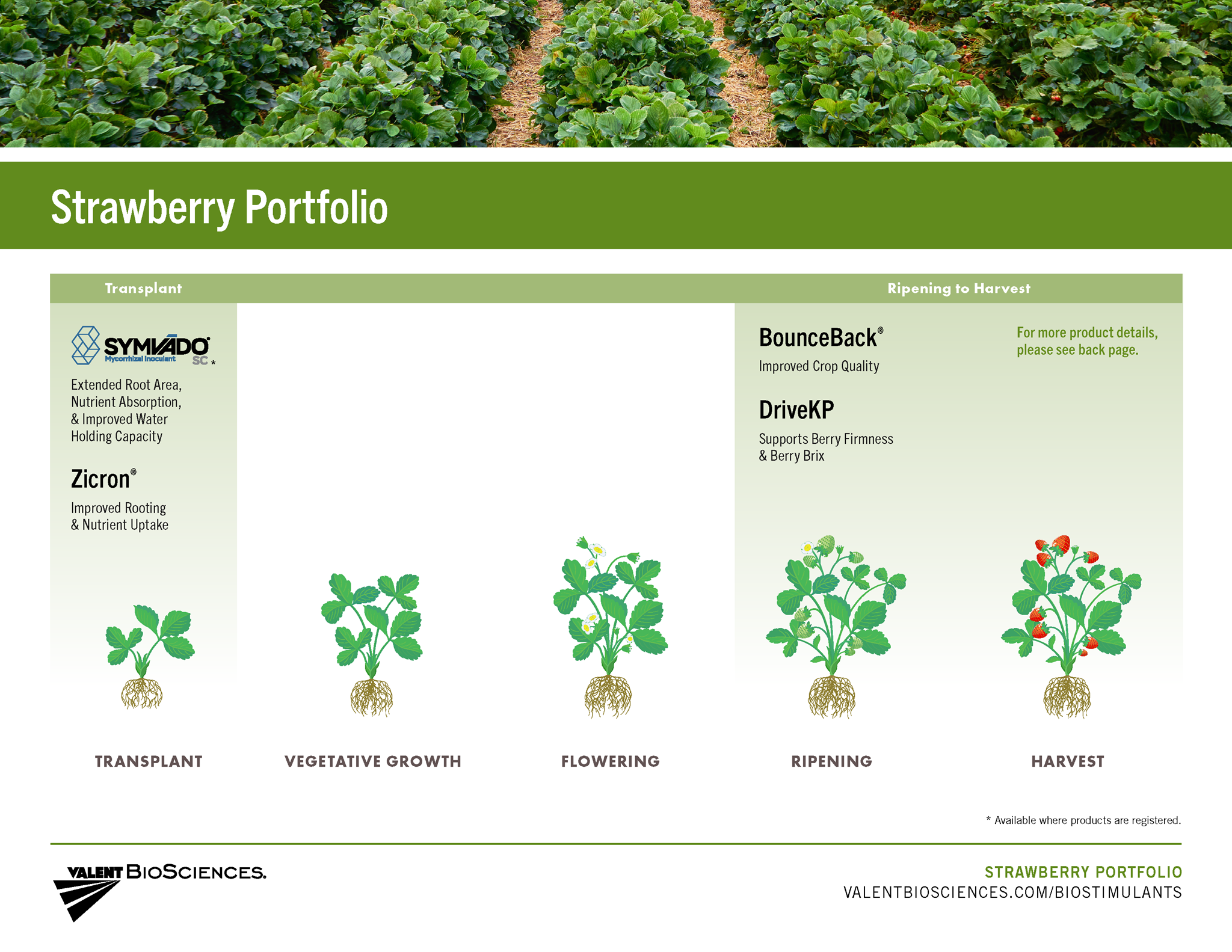 Picture of Strawberry Portfolio Quicksheet
